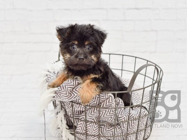 Havanese / Silky Terrier DOG Female Black / Tan 33391 Petland Novi, Michigan