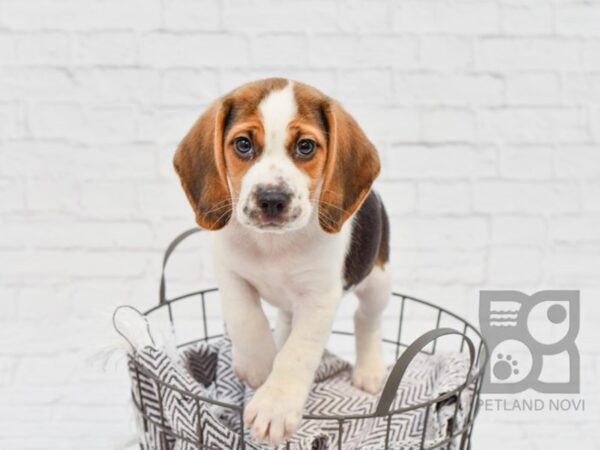 Beagle DOG Male Black Tan / White 33392 Petland Novi, Michigan