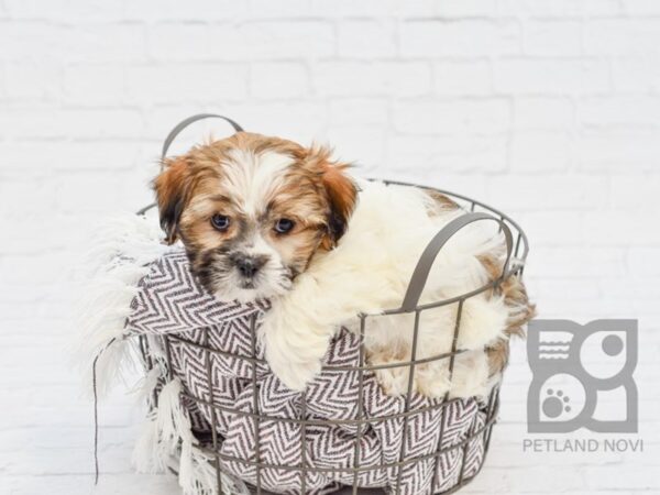 Shih Malt DOG Male Brown / White 33393 Petland Novi, Michigan