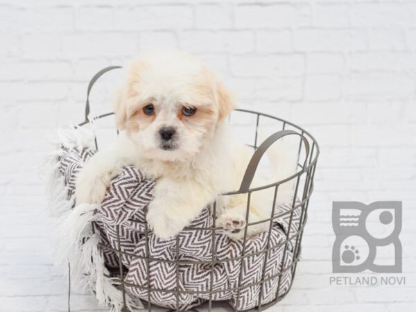 Shih Malt-DOG-Female-Cream / White-33394-Petland Novi, Michigan