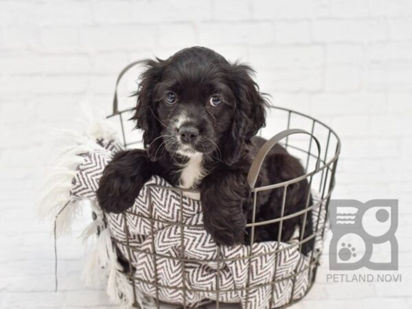 Cockalier DOG Male Black 33395 Petland Novi, Michigan