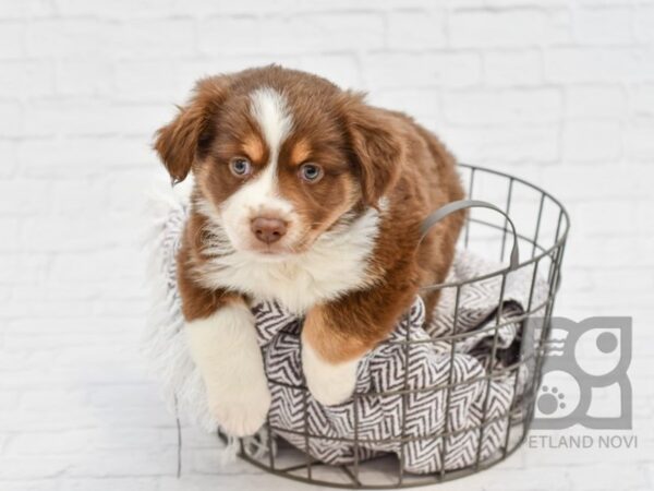 Miniature Australian Shepherd DOG Male RED TRI 33396 Petland Novi, Michigan