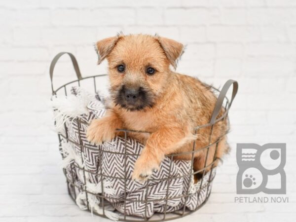 Cairn Terrier DOG Male Wheaten 33390 Petland Novi, Michigan