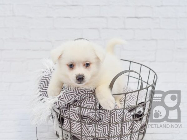 American Eskimo DOG Male WHITE 33397 Petland Novi, Michigan