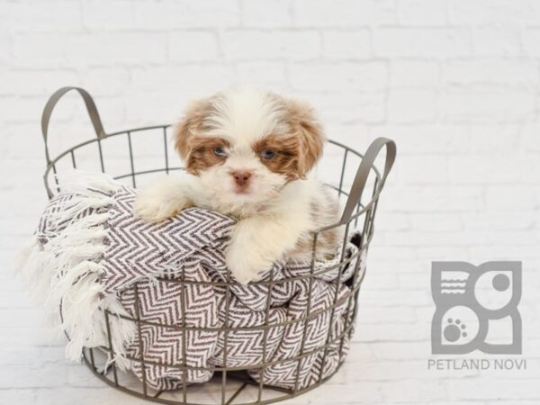 Teddy Bear-DOG-Male-Brown White-33399-Petland Novi, Michigan