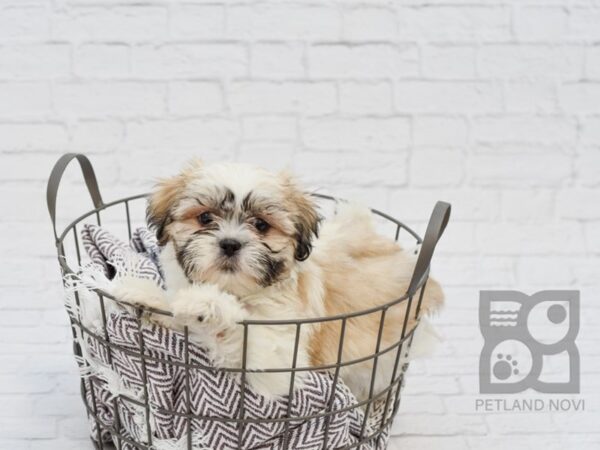 Teddy Bear DOG Female brown white 33400 Petland Novi, Michigan