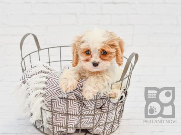 Cavachon DOG Male BLENHEIM 33401 Petland Novi, Michigan