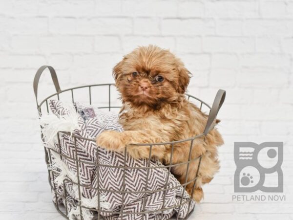 Peke A Tzu DOG Female BROWN WHITE 33402 Petland Novi, Michigan