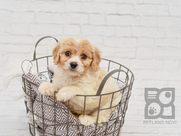 Cavachon-DOG-Male-BLENHEIM-33403-Petland Novi, Michigan