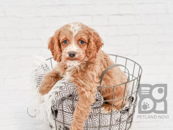 Cockapoo-DOG-Male-RED WH-33404-Petland Novi, Michigan