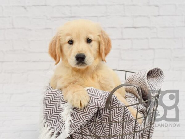 Golden Retriever-DOG-Female-Golden-33406-Petland Novi, Michigan