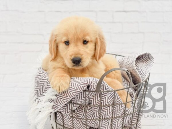 Golden Retriever DOG Female Golden 33407 Petland Novi, Michigan