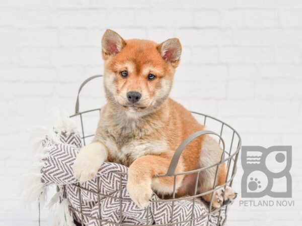 Shiba Inu DOG Male Red 33409 Petland Novi, Michigan