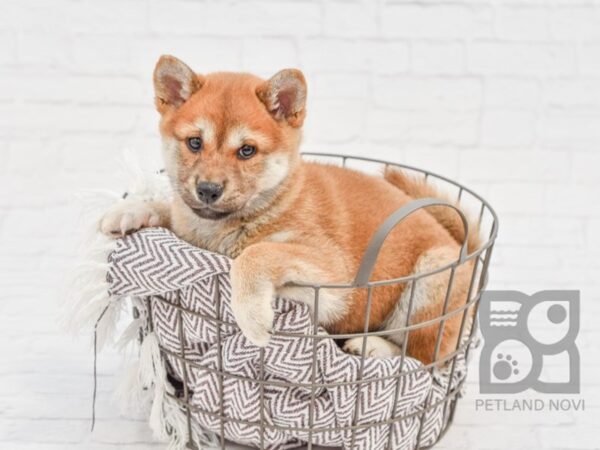 Shiba Inu DOG Female Red 33410 Petland Novi, Michigan