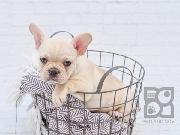 French Bulldog DOG Male Cream 33411 Petland Novi, Michigan