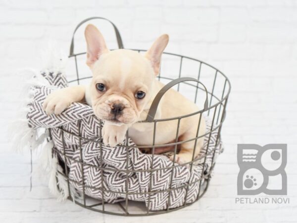 French Bulldog DOG Male Cream 33412 Petland Novi, Michigan