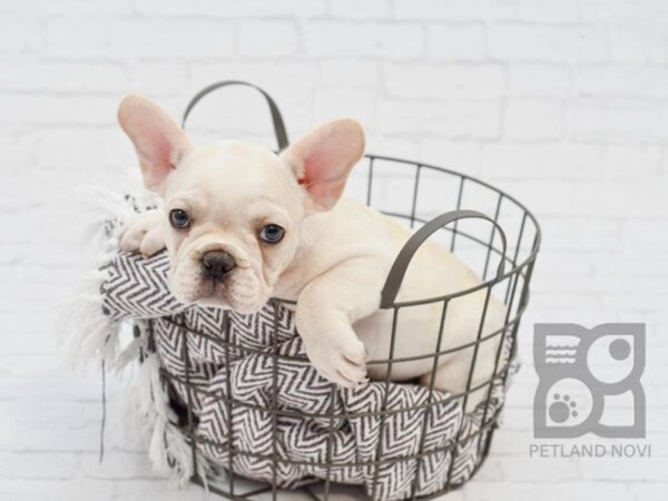 French Bulldog-DOG-Male-Cream-33413-Petland Novi, Michigan