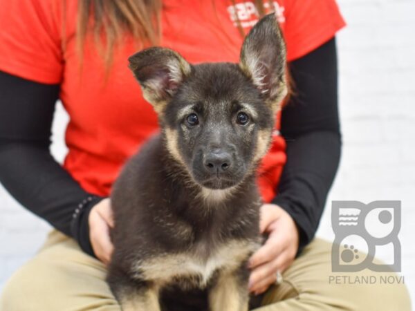 German Shepherd-DOG-Female-Black & Tan-33414-Petland Novi, Michigan