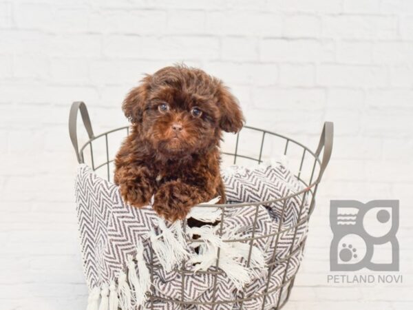 Shih Poo DOG Male Brown 33415 Petland Novi, Michigan