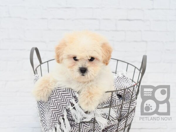 Shih Poo-DOG-Male-Cream-33416-Petland Novi, Michigan