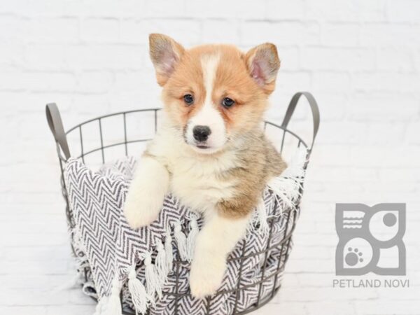 Pembroke Welsh Corgi DOG Male Red & White 33417 Petland Novi, Michigan