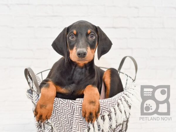 Doberman Pinscher-DOG-Male-Black & Tan-33418-Petland Novi, Michigan