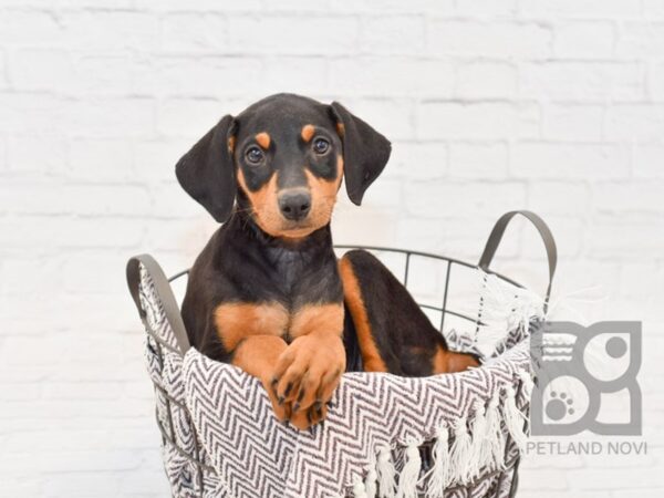 Doberman Pinscher-DOG-Female-Black & Tan-33419-Petland Novi, Michigan