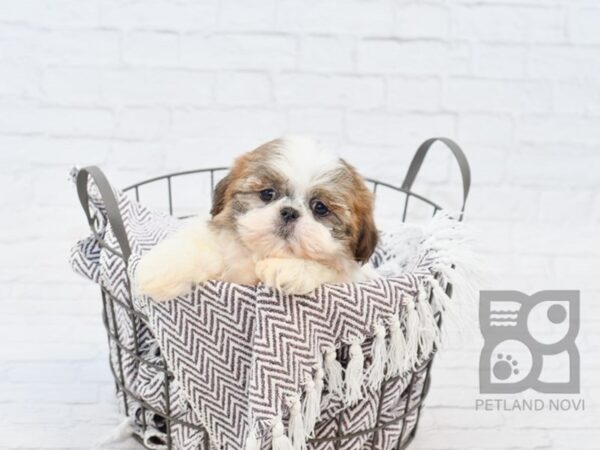 Shih Tzu DOG Male Brindle & White 33420 Petland Novi, Michigan