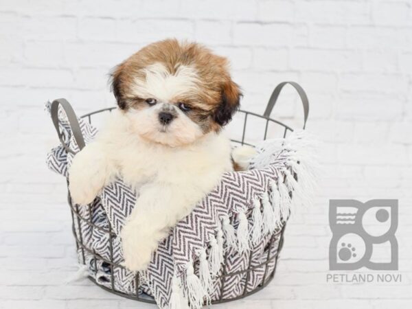 Shih Tzu DOG Male Brindle & White 33421 Petland Novi, Michigan