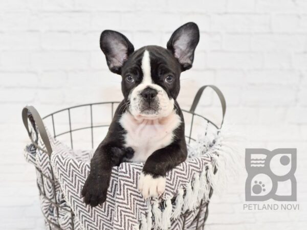 French Bulldog DOG Male Black & White 33424 Petland Novi, Michigan