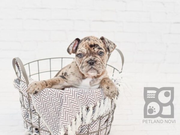 French Bulldog DOG Male Blue Merle 33425 Petland Novi, Michigan