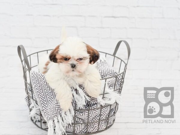 Shih Tzu DOG Male brown white 33426 Petland Novi, Michigan