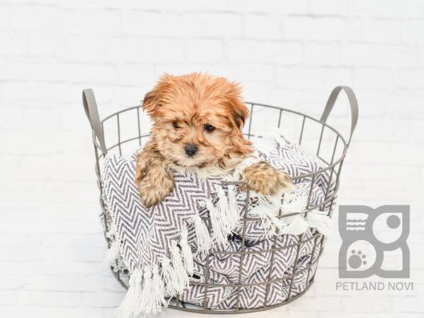 Morkie-DOG-Female-BIEGE-33427-Petland Novi, Michigan