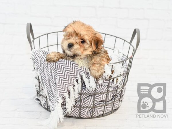 Morkie-DOG-Male-BIEGE-33428-Petland Novi, Michigan