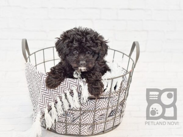 Cavapoo-Chon DOG Male BLK WHITE 33429 Petland Novi, Michigan