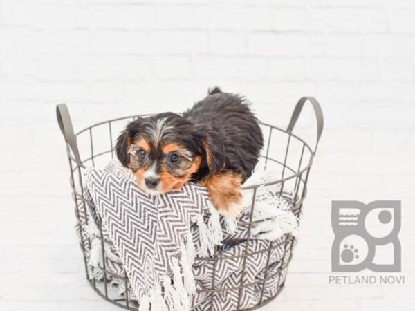 Yorkie Poo DOG Male BLK TAN 33430 Petland Novi, Michigan