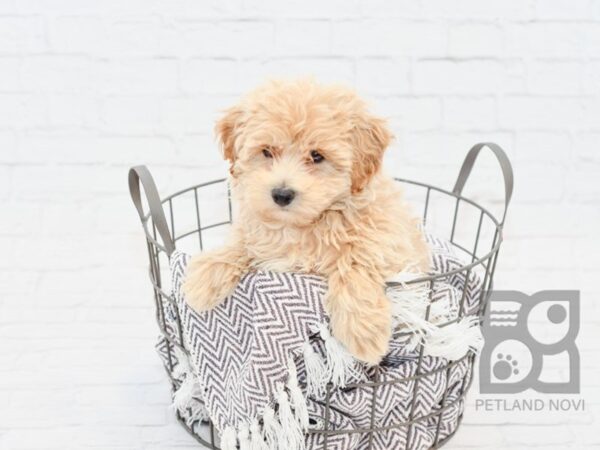 Bichon Poo DOG Male RED 33431 Petland Novi, Michigan