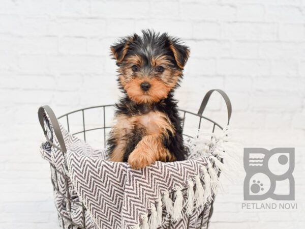 Yorkshire Terrier DOG Female Black & Tan 33435 Petland Novi, Michigan