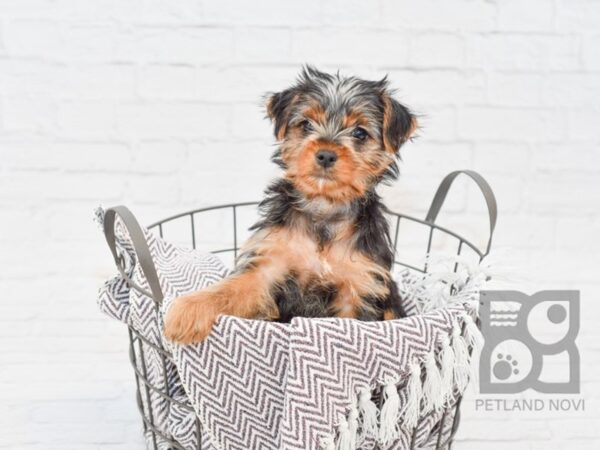 Yorkshire Terrier-DOG-Female-Black & Tan-33436-Petland Novi, Michigan