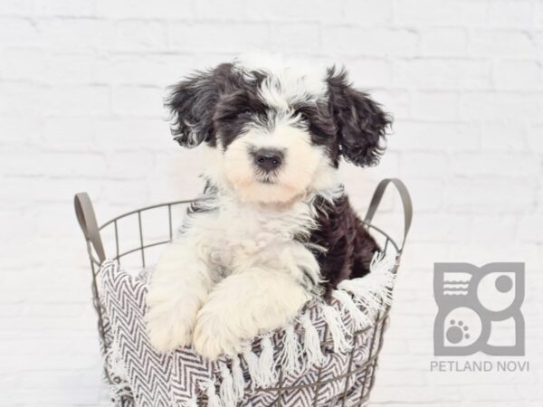 Sheepadoodle DOG Male Black & White 33437 Petland Novi, Michigan