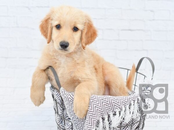 Goldendoodle-DOG-Male-Golden-33438-Petland Novi, Michigan