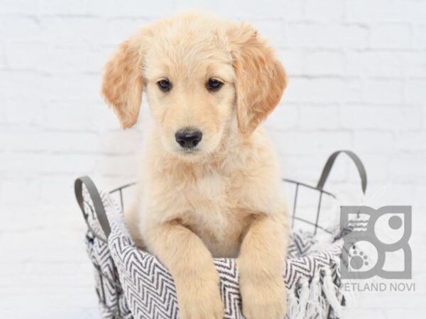 Goldendoodle DOG Female Golden 33439 Petland Novi, Michigan