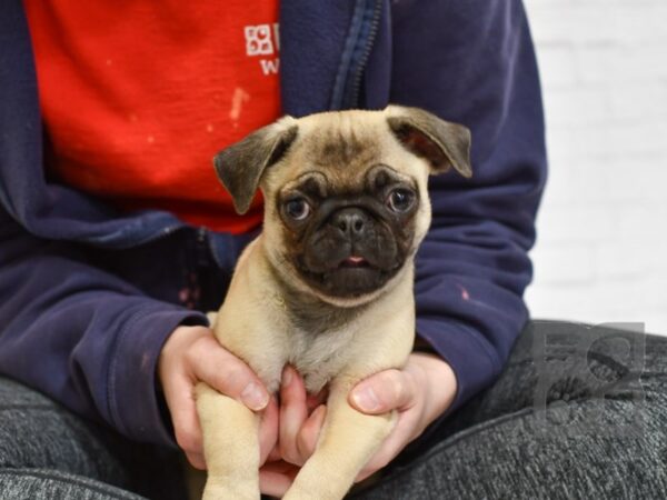 Pug-DOG-Male-Fawn-33332-Petland Novi, Michigan