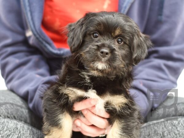 Pekapoo DOG Male Black & White 33422 Petland Novi, Michigan