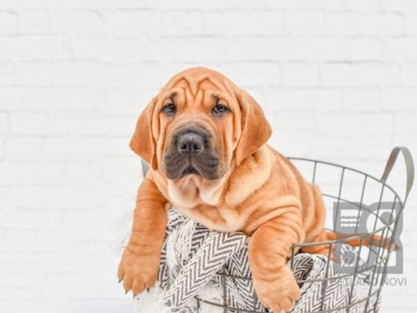 Walrus DOG Female Red Sable 33440 Petland Novi, Michigan