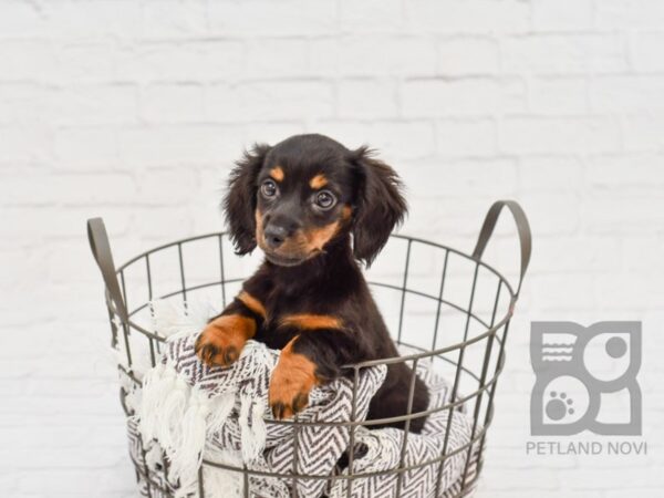 Dachshund DOG Female Black / Tan 33441 Petland Novi, Michigan