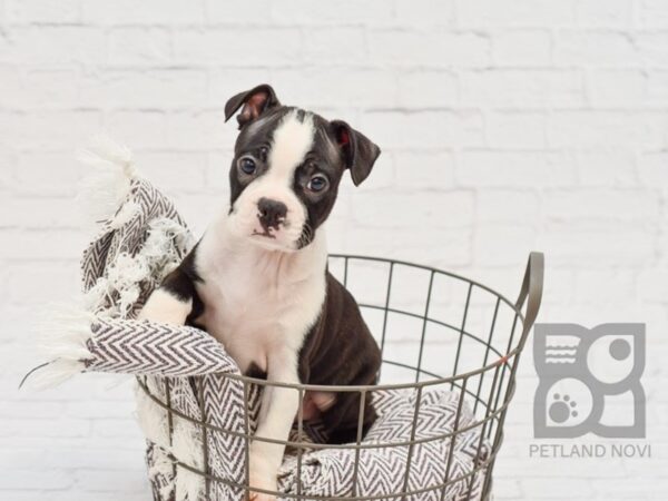 Boston Terrier DOG Male Black Brindle / White 33442 Petland Novi, Michigan