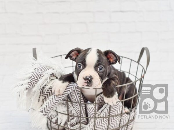 Boston Terrier-DOG-Male-Brindle / White-33443-Petland Novi, Michigan