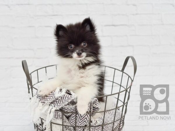 Pomeranian DOG Male Black / White 33444 Petland Novi, Michigan