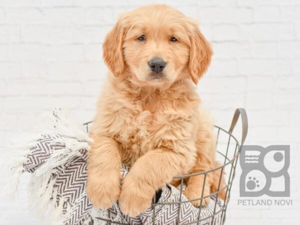 Golden Retriever DOG Male Golden 33445 Petland Novi, Michigan